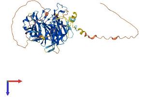 RAG2 Protein (AA 1-527) (His tag)