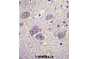 WDR27 Antibody (N-term) immunohistochemistry analysis in formalin fixed and paraffin embedded human brain tissue followed by peroxidase conjugation of the secondary antibody and DAB staining. (WDR27 Antikörper  (N-Term))