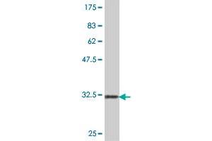 Western Blotting (WB) image for anti-Eukaryotic Translation Initiation Factor 4E Binding Protein 2 (EIF4EBP2) (AA 61-120) antibody (ABIN560718)