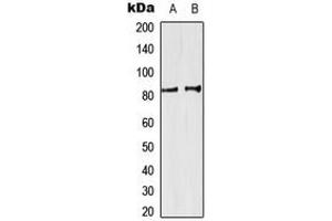 Western blot analysis of SP3/4 expression in HeLa (A), K562 (B) whole cell lysates. (Sp3/4 Antikörper  (C-Term))