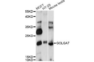 Western blot analysis of extracts of various cell lines, using GOLGA7 antibody (ABIN6291695) at 1:1000 dilution. (Golgin A7 Antikörper)