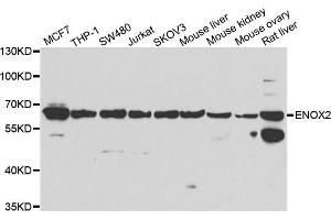 Western blot analysis of extracts of various cell lines, using ENOX2 antibody. (ENOX2 Antikörper)