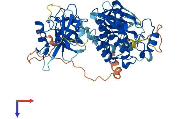 FRK Protein (AA 1-505) (His tag)
