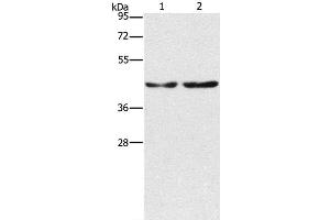 Western Blot analysis of Hela and 293T cell using CBX6 Polyclonal Antibody at dilution of 1:600 (CBX6 Antikörper)