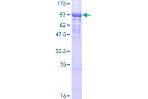 LPCAT2 Protein (AA 1-544) (GST tag)