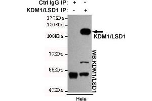 Immunoprecipitation analysis of Hela cell lysates using KDM1/LSD1 mouse mAb. (LSD1 Antikörper)
