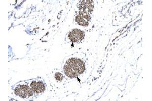 Image no. 1 for anti-Matrix Metallopeptidase 19 (MMP19) (AA 56-105) antibody (ABIN6735807) (MMP19 Antikörper  (AA 56-105))