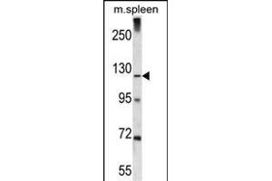 Antibody (C-term) (ABIN656481 and ABIN2845761) western blot analysis in mouse spleen tissue lysates (35 μg/lane). (ELAPOR1 Antikörper  (C-Term))