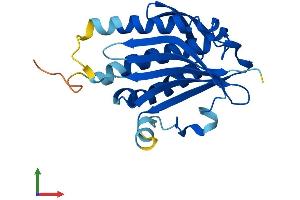 Protein Structure (PS) image for MAD2 Mitotic Arrest Deficient-Like 2 (MAD2L2) (AA 1-211) protein (His tag) (ABIN7561068)