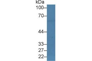 Western Blot; Sample: Mouse Sp2/0 cell lysate; Primary Ab: 3µg/ml Rabbit Anti-Human EBF1 Antibody Second Ab: 0. (EBF1 Antikörper  (AA 179-451))