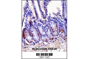 Mouse Hoxb7 Antibody immunohistochemistry analysis in formalin fixed and paraffin embedded mouse jejunum tissue followed by peroxidase conjugation of the secondary antibody and DAB staining. (HOXB7 Antikörper  (AA 94-122))