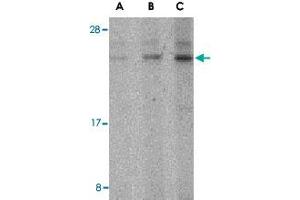 Western blot analysis of BANF1 in mouse kidney tissue lysate with BANF1 polyclonal antibody  at (A) 0. (BANF1 Antikörper  (N-Term))