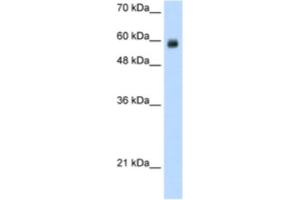 Western Blotting (WB) image for anti-REST Corepressor 1 (RCOR1) antibody (ABIN2461865) (CoREST Antikörper)