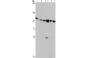 Western Blotting (WB) image for anti-Protein Kinase D3 (PRKD3) antibody (ABIN2432016) (PRKD3 Antikörper)
