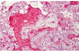 anti-C1q and Tumor Necrosis Factor Related Protein 7 (C1QTNF7) (N-Term) antibody
