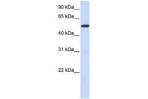 Karyopherin Alpha 3 antibody used at 1 ug/ml to detect target protein. (KPNA3 Antikörper)