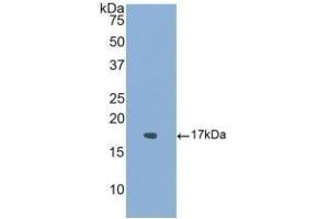 Western Blotting (WB) image for anti-Activin Receptor Type I (ACRV1) (AA 208-340) antibody (ABIN7437131)