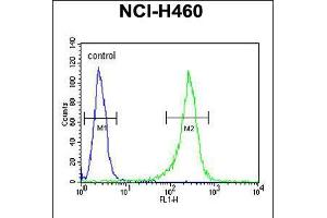Flow cytometric analysis of NCI-H460 cells (right histogram) compared to a negative control cell (left histogram). (GNS Antikörper  (AA 283-313))