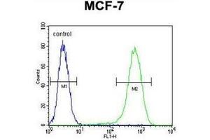 Flow cytometric analysis of MCF-7 cells using NUDT8 Antibody (N-term) Cat.