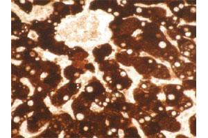 Immunohistochemical staining of formalin-fixed, paraffin-embedded normal human liver tissue section. (CYP1A2 Antikörper)