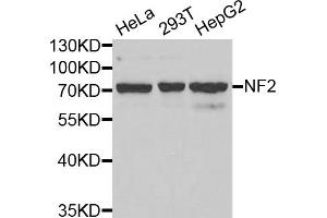 Western blot analysis of extracts of various cell lines, using NF2 antibody (ABIN5971315) at 1/1000 dilution. (Merlin Antikörper)