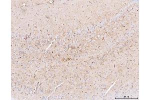 IHC analysis of Aquaporin 4/AQP4 using anti-Aquaporin 4/AQP4 antibody (ABIN7600876).