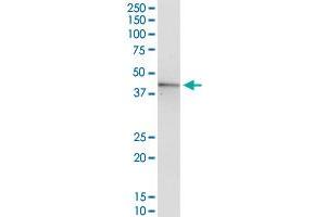 GOT1 MaxPab polyclonal antibody. (GOT1 Antikörper  (AA 1-413))