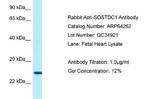 Western Blotting (WB) image for anti-Sclerostin Domain Containing 1 (SOSTDC1) (C-Term) antibody (ABIN2789780) (SOSTDC1 Antikörper  (C-Term))