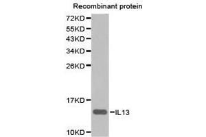 Western Blotting (WB) image for anti-Interleukin 13 (IL13) antibody (ABIN1873190) (IL-13 Antikörper)