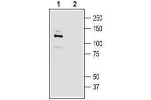 Western blot analysis of rat brain membranes: - 1. (Adhesion G-Protein Coupled Receptor G6 (ADGRG6) (AA 753-767), (Extracellular) Antikörper)