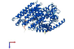 Thimet Oligopeptidase 1 Protein (THOP1) (AA 1-687) (His tag)