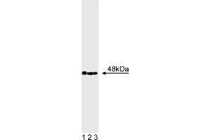 Western Blotting (WB) image for anti-C-terminal Binding Protein 2 (CTBP2) (AA 361-445) antibody (ABIN968723) (CTBP2 Antikörper  (AA 361-445))