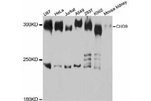 Western blot analysis of extracts of various cell lines, using CHD9 antibody (ABIN5997434) at 1:3000 dilution.