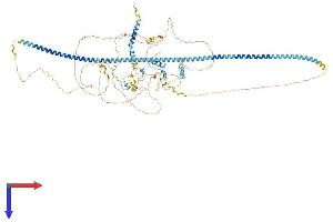 INCENP Protein (AA 1-918) (His tag)