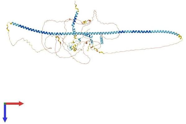 INCENP Protein (AA 1-918) (His tag)