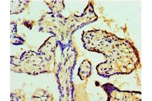 Immunohistochemistry of paraffin-embedded human placenta tissue using ABIN7148188 at dilution of 1:100 (Coilin Antikörper  (AA 297-576))