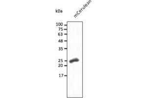 Western Blotting (WB) image for anti-mCerulean Fluorescent Protein antibody (ABIN7273086) (mCerulean Fluorescent Protein Antikörper)