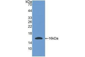Detection of Recombinant OGN, Mouse using Polyclonal Antibody to Osteoglycin (OGN) (OGN Antikörper  (AA 180-298))