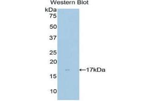 Western Blotting (WB) image for anti-NME/NM23 Nucleoside Diphosphate Kinase 4 (NME4) (AA 67-185) antibody (ABIN1860008) (NME4 Antikörper  (AA 67-185))