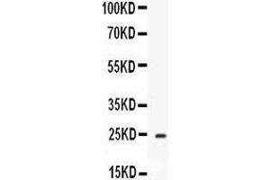 Western blot analysis of Apolipoprotein A I expression in Mouse Liver extract (lane 1). (APOA1 Antikörper  (AA 25-264))