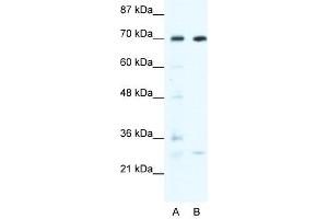 WRNIP1 antibody used at 0.