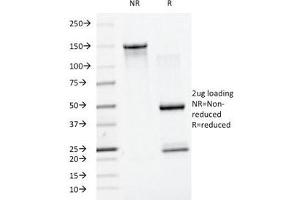 SDS-PAGE Analysis of Purified, BSA-Free SUMO1 Antibody (clone SM1/495). (SUMO1 Antikörper)