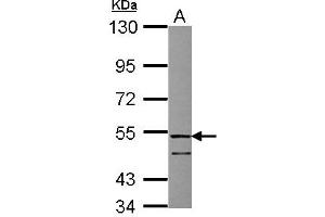Image no. 1 for anti-Follistatin-Like 1 (FSTL1) (AA 1-209) antibody (ABIN1498329)