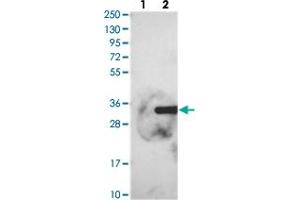 Western blot analysis of Lane 1: Negative control (vector only transfected HEK293T lysate), Lane 2: Over-expression Lysate (Co-expressed with a C-terminal myc-DDK tag (~3. (FGFBP2 Antikörper)
