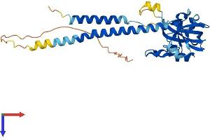 SURF1 Protein (AA 1-300) (His tag)