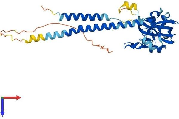 SURF1 Protein (AA 1-300) (His tag)