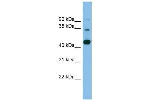 TMEM195 antibody used at 1 ug/ml to detect target protein. (TMEM195 Antikörper  (Middle Region))