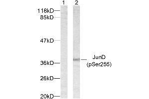 Western blot analysis of extracts from 293 cells using JunD (phospho-Ser255) antibody. (JunD Antikörper  (pSer255))