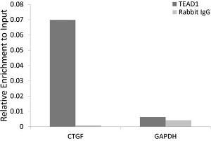Chromatin Immunoprecipitation (ChIP) image for anti-TEA Domain Family Member 1 (SV40 Transcriptional Enhancer Factor) (TEAD1) (AA 135-215) antibody (ABIN6148982)