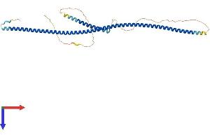 NDEL1 Protein (AA 1-345) (His tag)